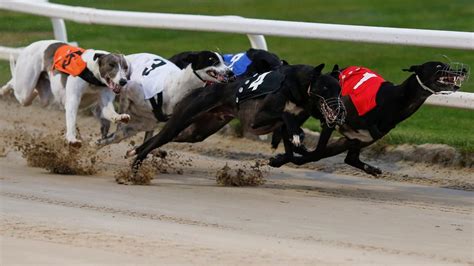 sporting life greyhounds tips